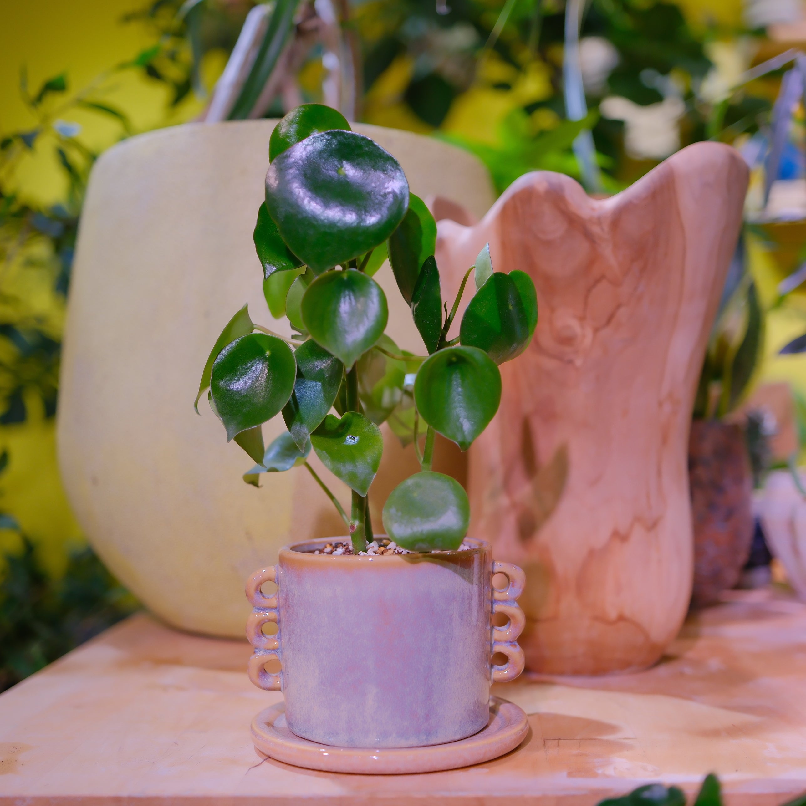 観葉植物 通販｜HOUSE PLANTS｜GORI STORE TOKYO