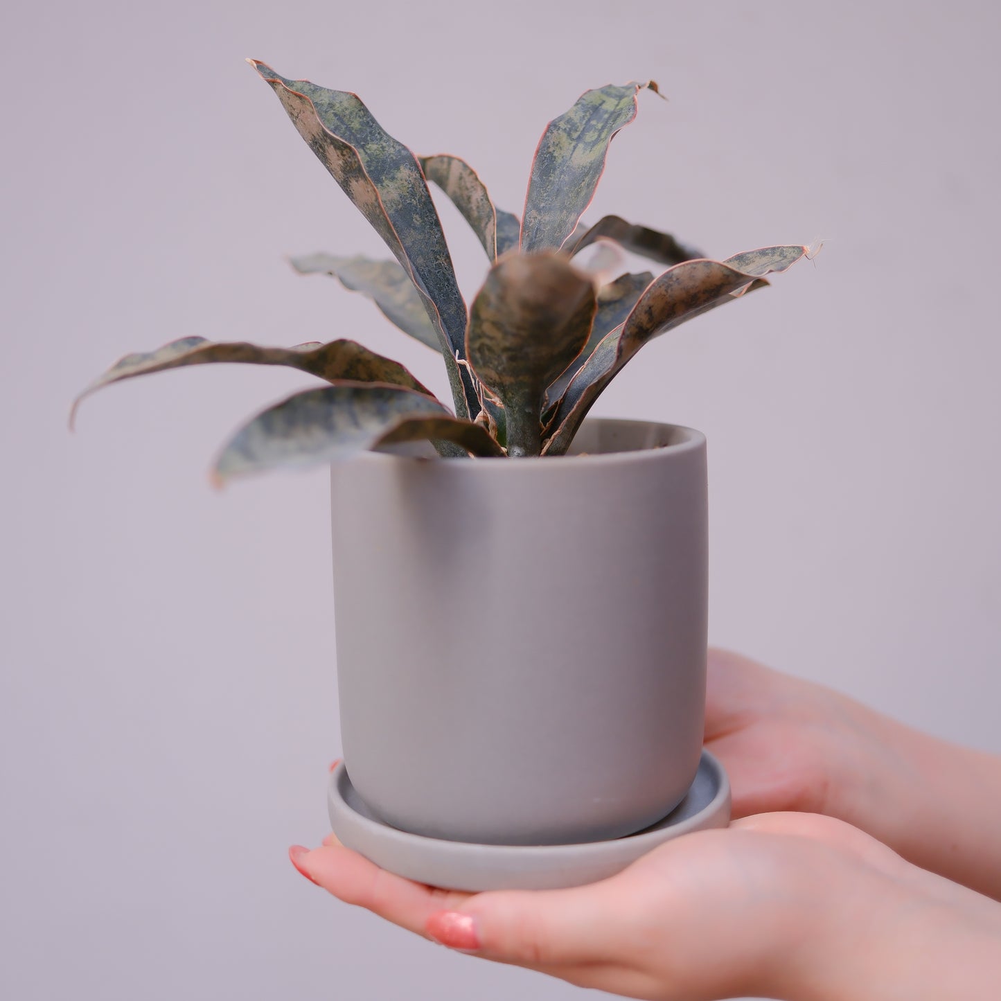 サンスベリア・キルキーコパトーン｜希少 銅葉 室内観葉植物【GORI STORE TOKYO】