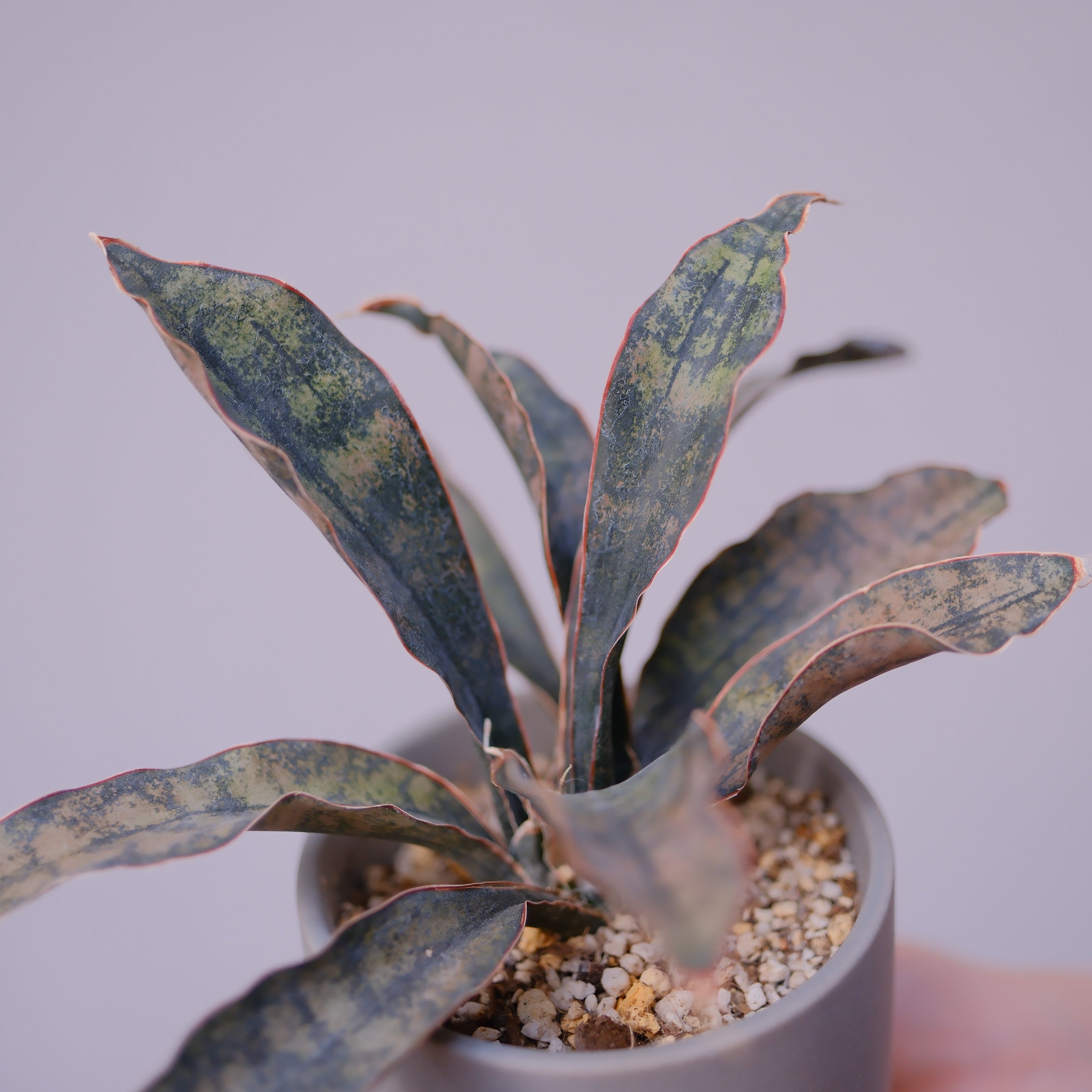 サンスベリア・キルキーコパトーン｜希少 銅葉 室内観葉植物【GORI