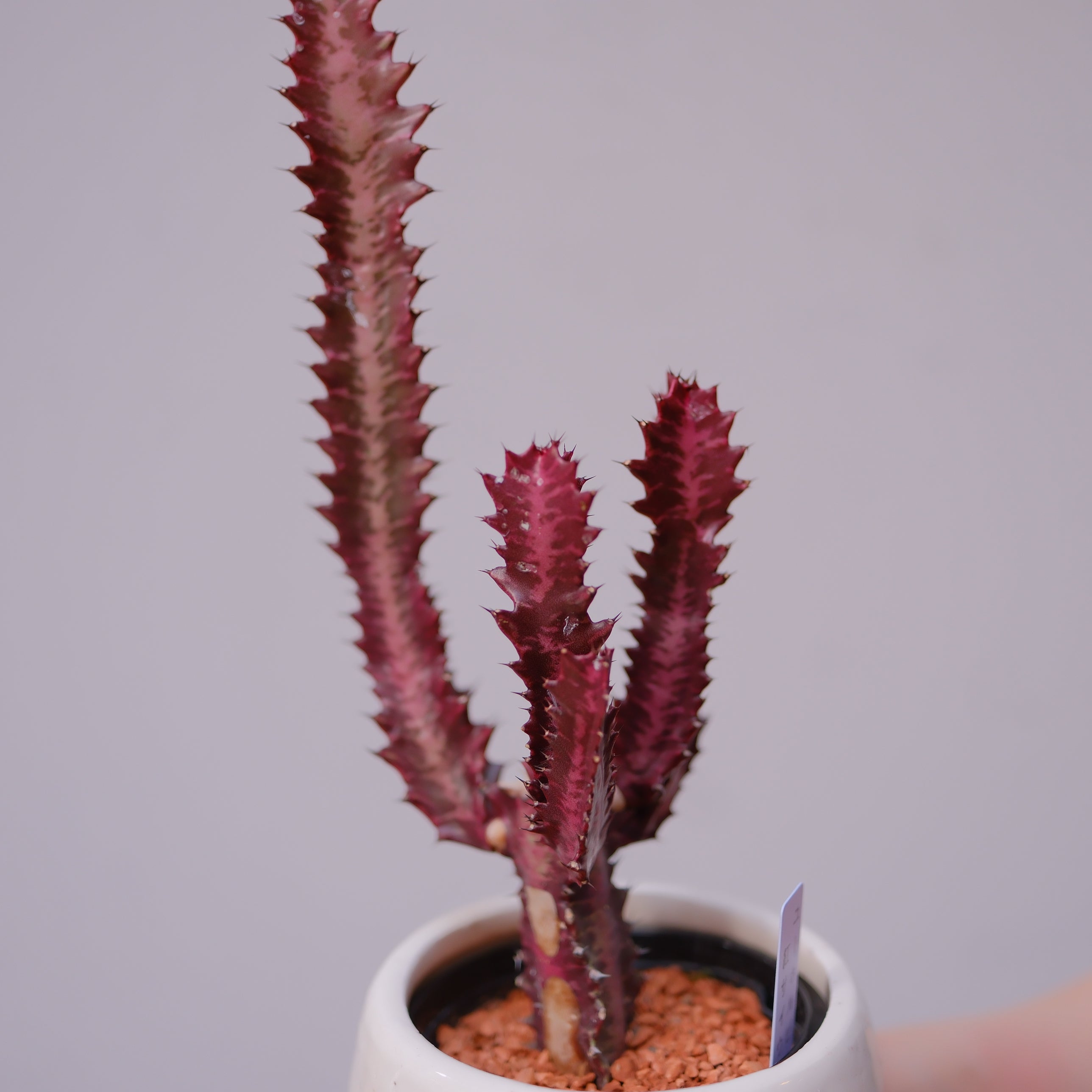 ユーフォルビア・紅彩雲閣｜赤紫色 希少多肉植物 手作り白陶器鉢【GORI