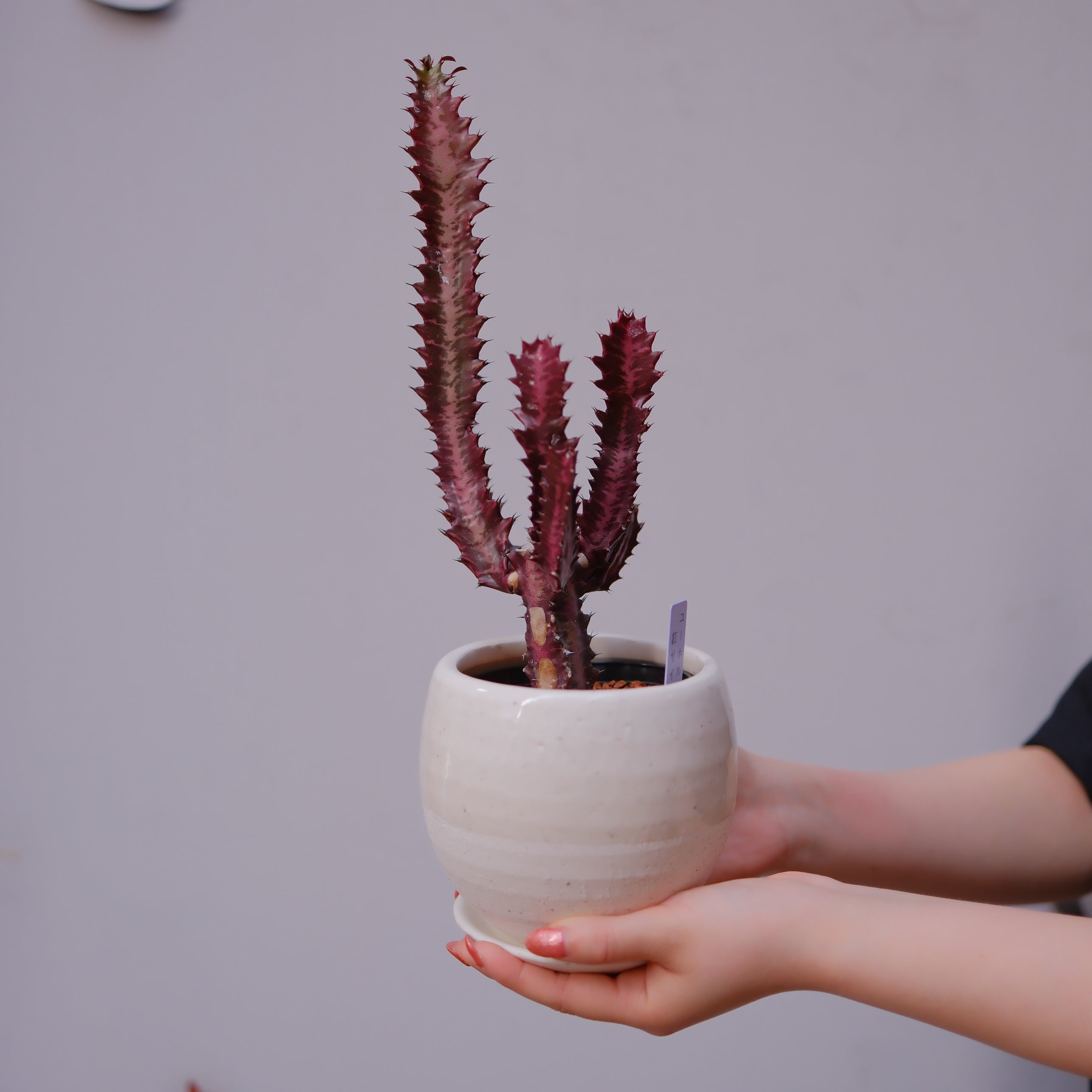 ユーフォルビア・紅彩雲閣｜赤紫色 希少多肉植物 手作り白陶器鉢【GORI