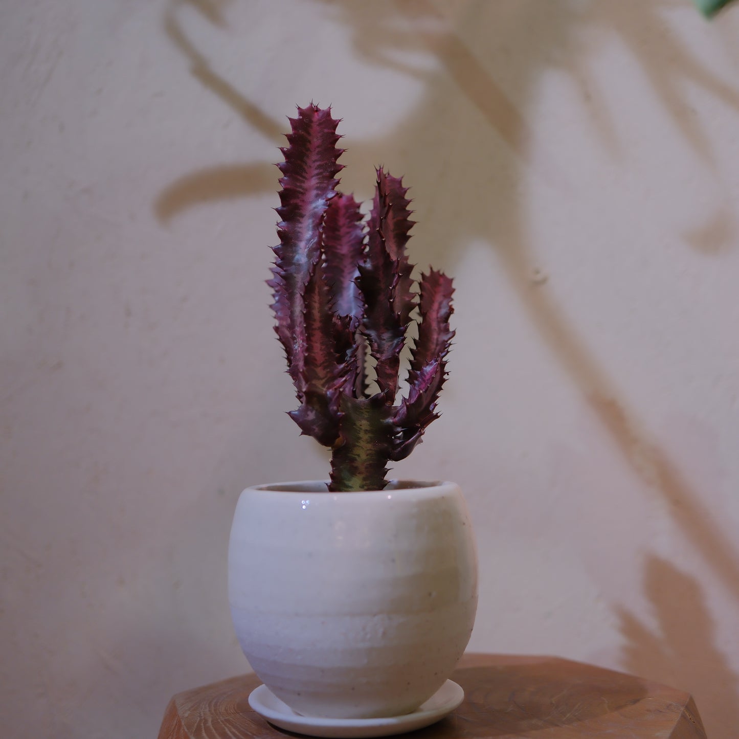 【希少】ユーフォルビア・紅彩雲閣② 高さ約25cm｜赤紫色が美しい多肉植物 手作り白陶器鉢  【GORI STORE TOKYO】