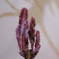【希少】ユーフォルビア・紅彩雲閣② 高さ約25cm｜赤紫色が美しい多肉植物 手作り白陶器鉢  【GORI STORE TOKYO】