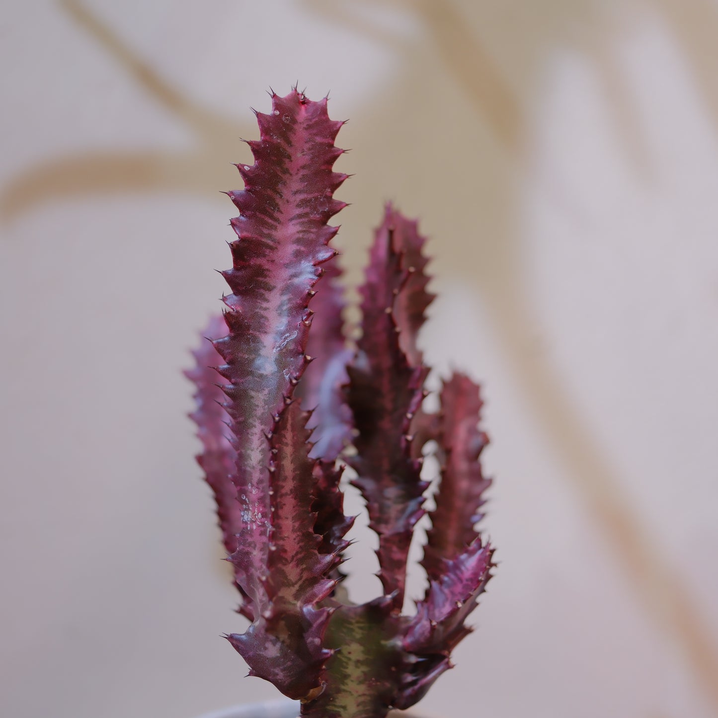 【希少】ユーフォルビア・紅彩雲閣② 高さ約25cm｜赤紫色が美しい多肉植物 手作り白陶器鉢  【GORI STORE TOKYO】