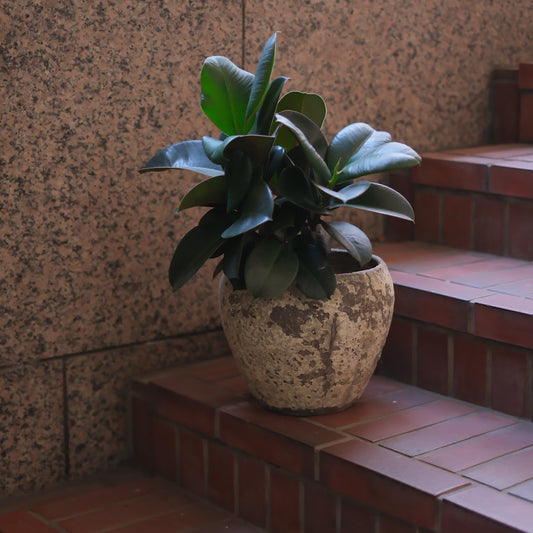【重厚ヴィンテージ感】フィカス・エラスティカ ソフィア（Ficus elastica Sophia）ジュリエット鉢入り｜光沢ある深緑の葉 × アンティーク陶器の存在感