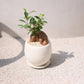 精霊が宿る観葉植物｜ガジュマル（Ficus microcarpa）