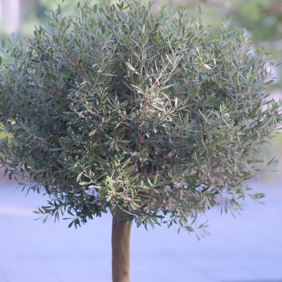 【一点物】【極太オリーブ・シプレッシーノ スタンドボウル仕立て 15号】香川県産・日本一のオリーブブランドSOUJU