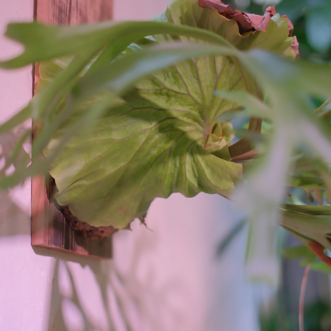 生命力あふれる観葉植物｜ビカクシダ・マウントキッチャクード（P.mt