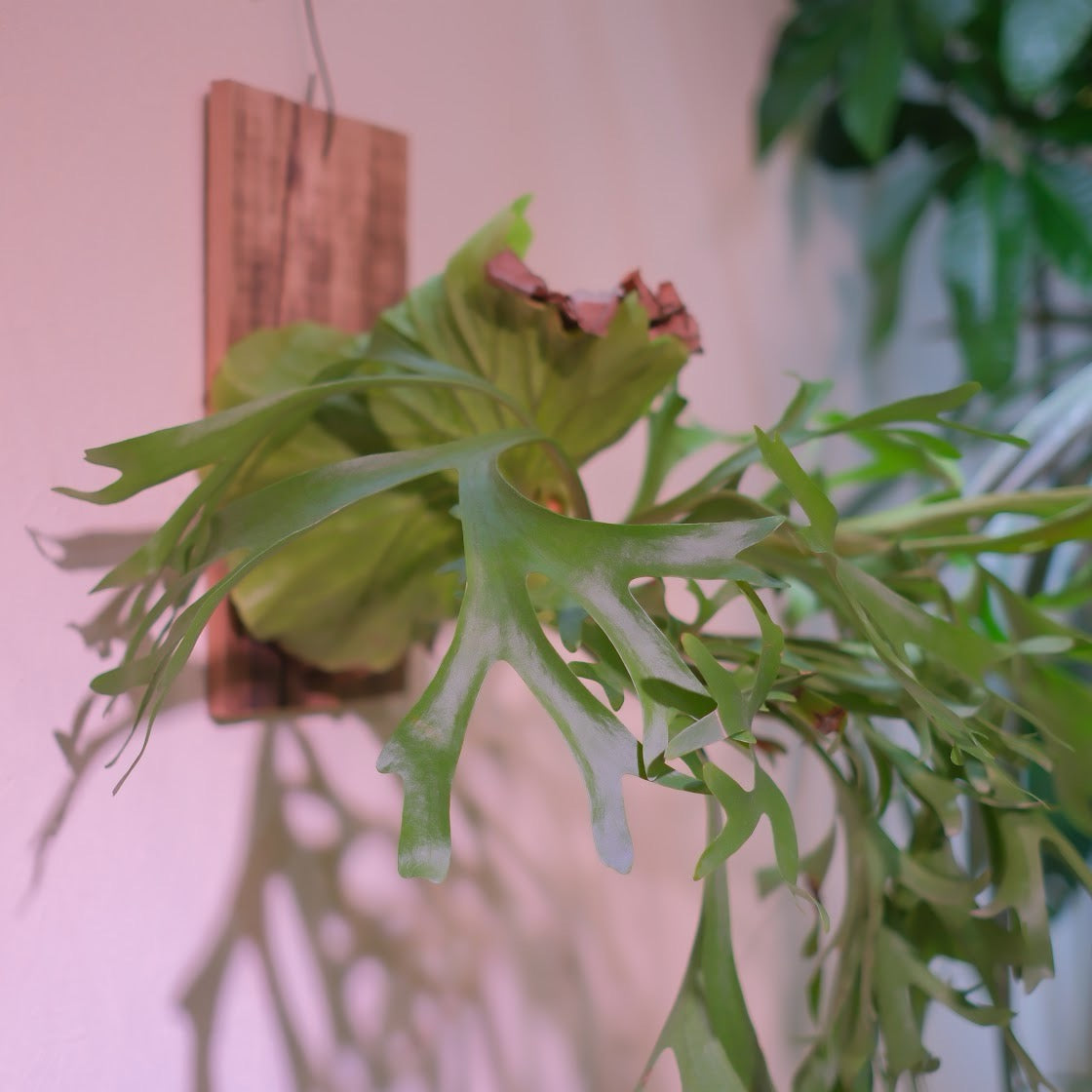 生命力あふれる観葉植物｜ビカクシダ・マウントキッチャクード（P.mt