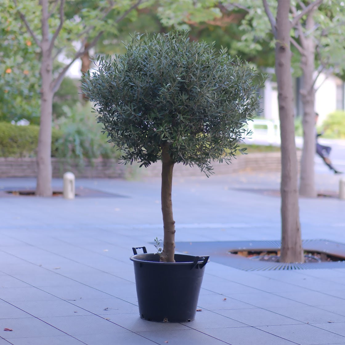 【一点物】【極太オリーブ・シプレッシーノ スタンドボウル仕立て 15号】香川県産・日本一のオリーブブランドSOUJU