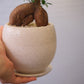 精霊が宿る観葉植物｜ガジュマル（Ficus microcarpa）