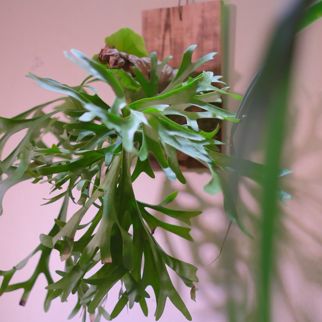 P.mt.kitshakood bold(呼称) 生命力あふれる観葉植物｜ビカクシダ・マウントキッチャクード（P.mt