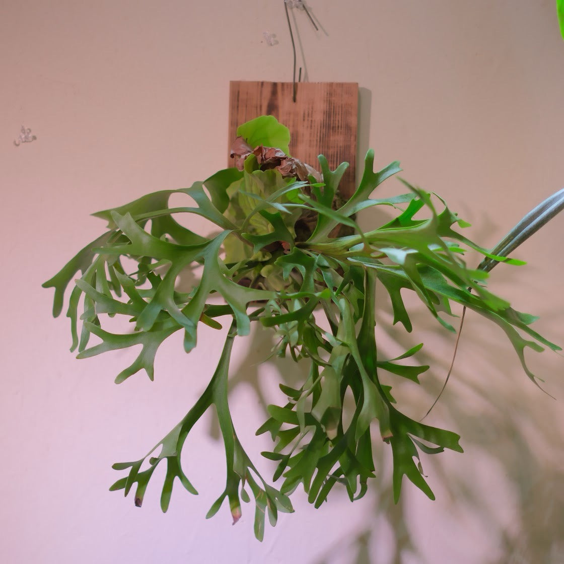 生命力あふれる観葉植物｜ビカクシダ・マウントキッチャクード