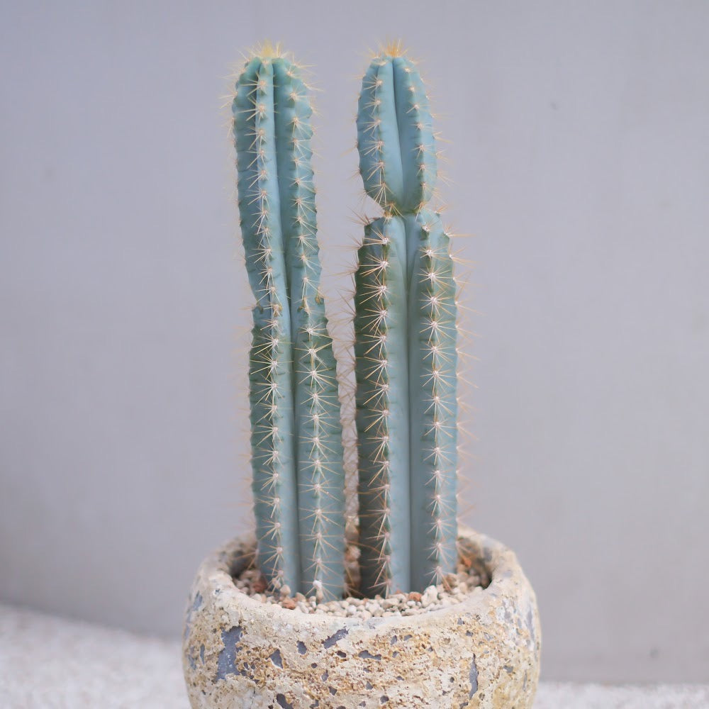 青い柱サボテン・アズレウス × ジュリエットプランター【アンティーク陶器鉢／観葉植物】