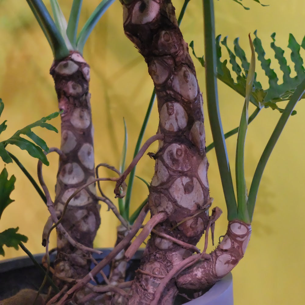 フィロデンドロン・セローム 大型観葉植物｜南米原産・耐陰性あり・インテリアグリーンにおすすめ［配達エリア：東京・神奈川・千葉・埼玉限定］