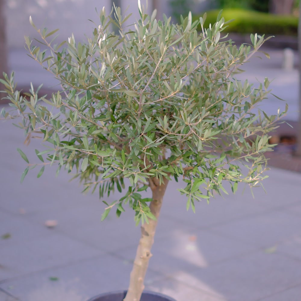 【香川県産 SOUJU（創樹）】オリーブの木 シプレッシーノ 9号｜育てやすいシンボルツリー 観葉植物 オリーブ