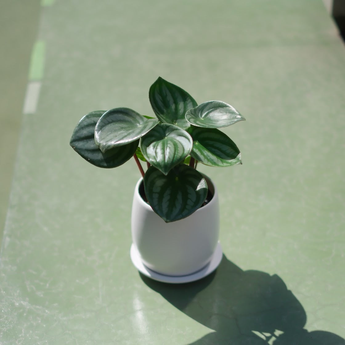 スイカペペ（ペペロミア・サンデルシー）【白陶器鉢付き／観葉植物】