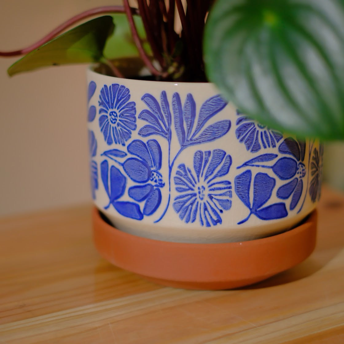 「スイカペペ（ペペロミア・サンデルシー）」観葉植物【GORI STORE TOKYO】
