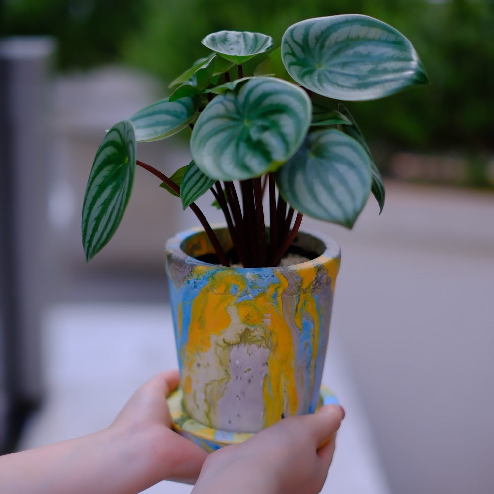 【スイカペペ】ペペロミア・サンデルシー｜夏らしいマーブルポット鉢付き｜葉がスイカ模様の観葉植物