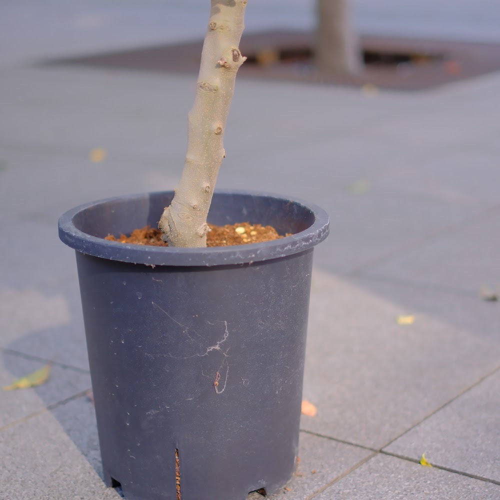 【香川県産 SOUJU（創樹）】オリーブの木 シプレッシーノ 9号｜育てやすいシンボルツリー 観葉植物 オリーブ