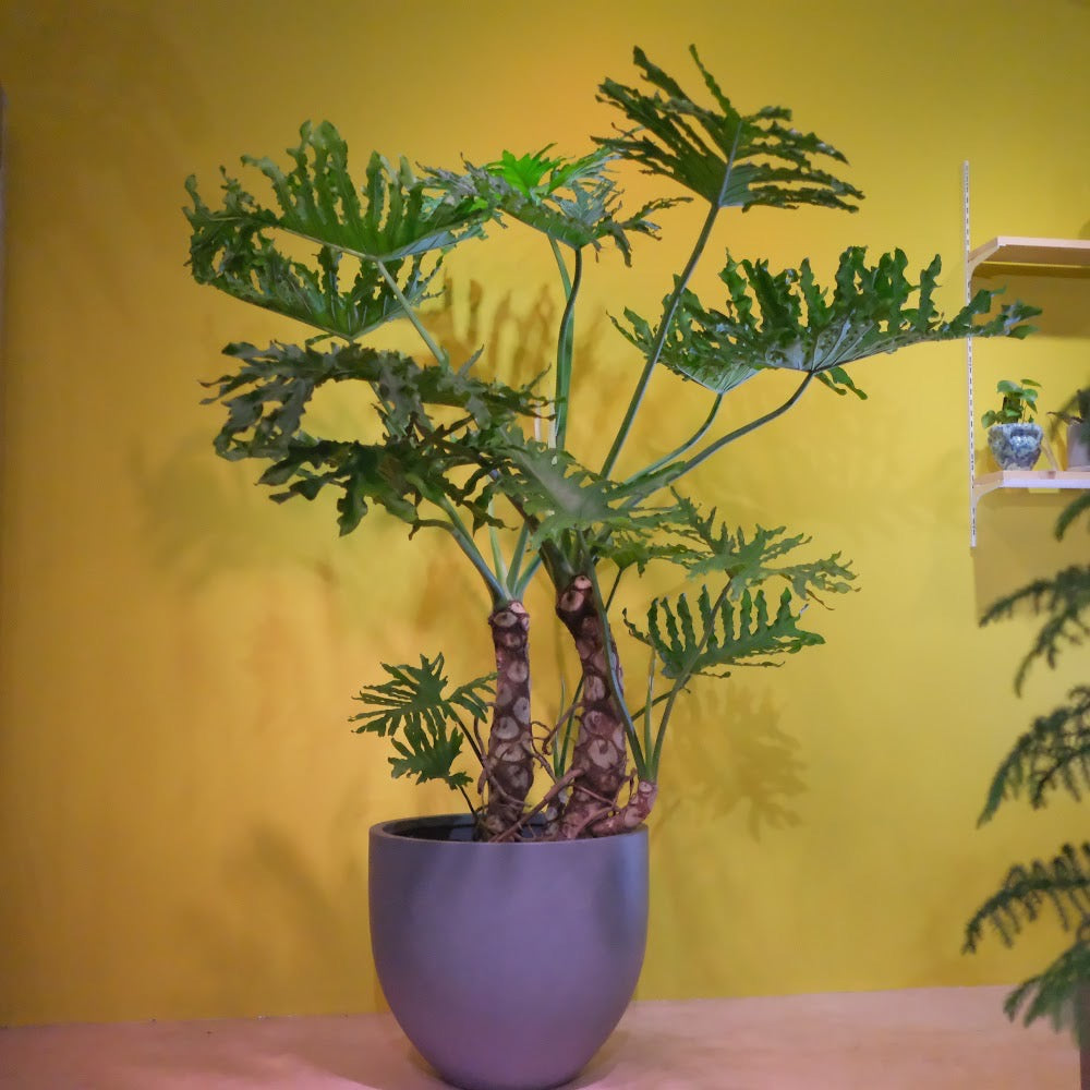 フィロデンドロン・セローム 大型観葉植物｜南米原産・耐陰性あり・インテリアグリーンにおすすめ［配達エリア：東京・神奈川・千葉・埼玉限定］