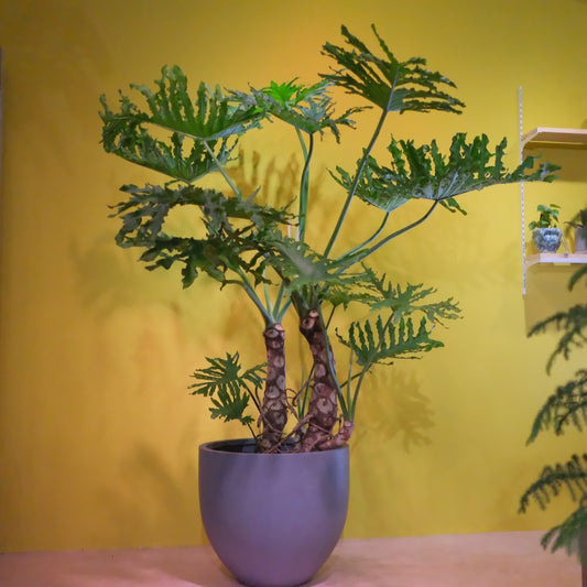 フィロデンドロン・セローム 大型観葉植物｜南米原産・耐陰性あり・インテリアグリーンにおすすめ［配達エリア：東京・神奈川・千葉・埼玉限定］