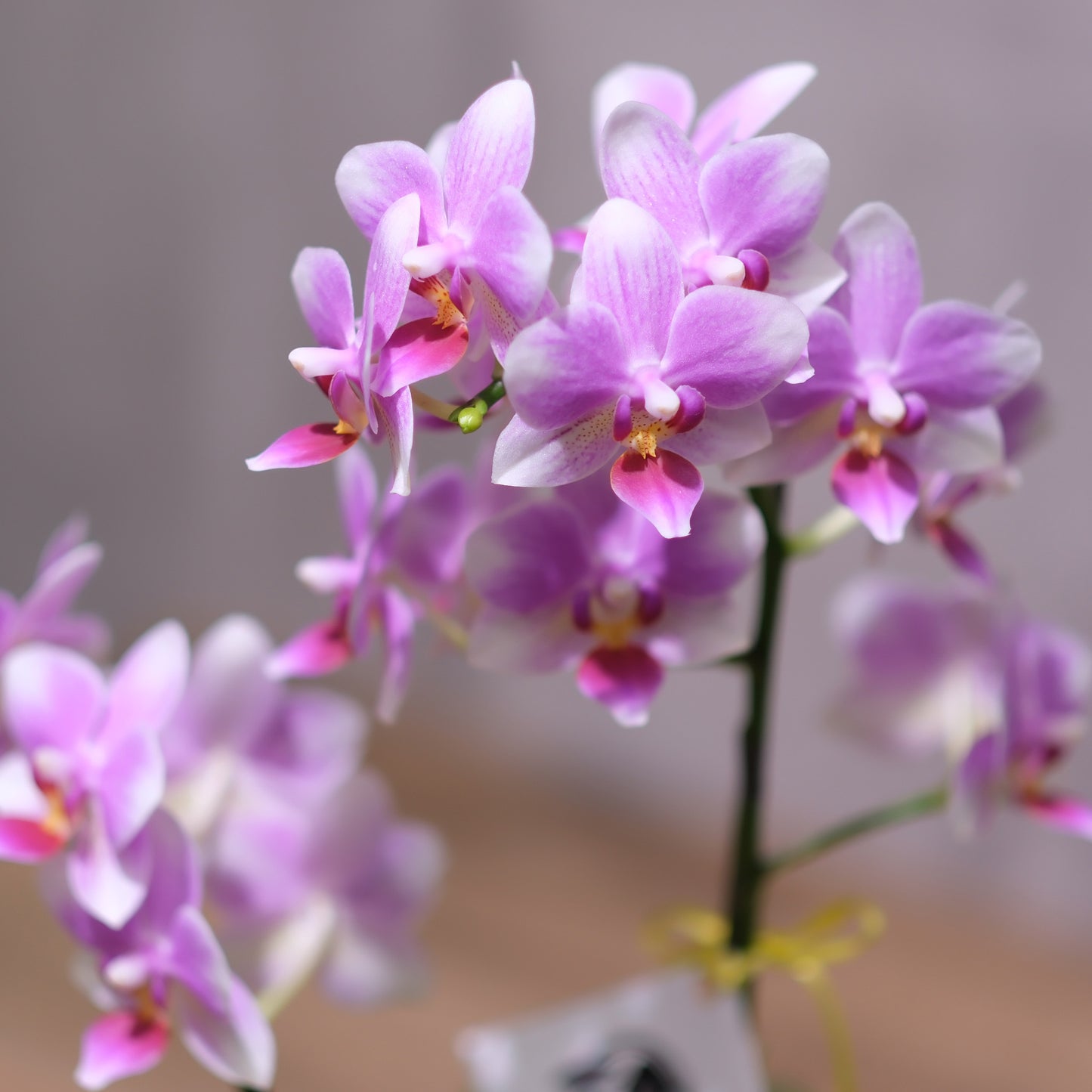 GORI Mother's Day Fragrant Orchid
