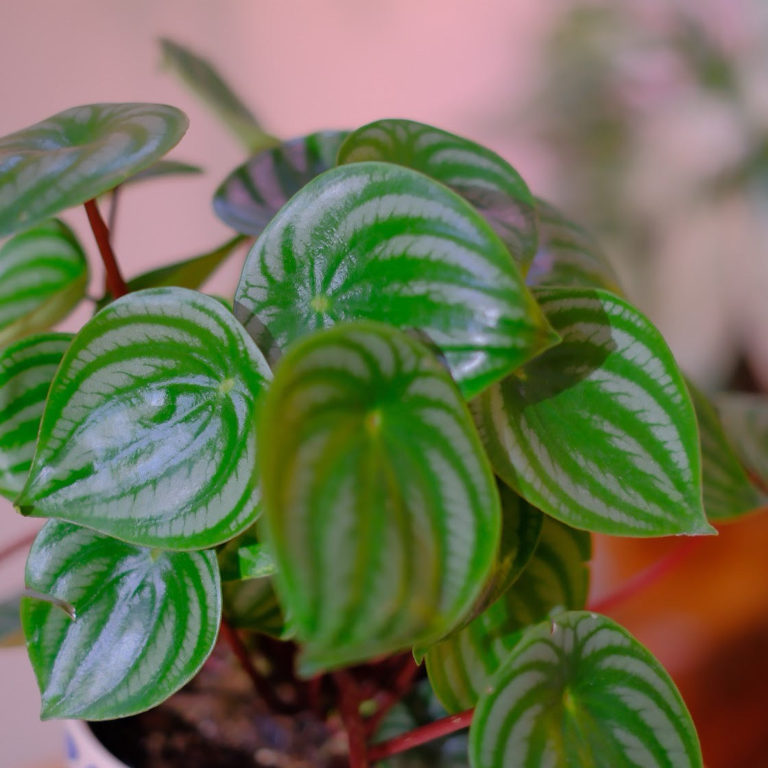 「スイカペペ（ペペロミア・サンデルシー）」観葉植物【GORI STORE TOKYO】
