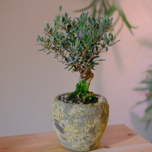 【一点物】オリーブ盆栽 マンザニロ｜香川県 創樹（Souju）職人仕立て｜ジュリエットプランター【GORI STORE TOKYO】