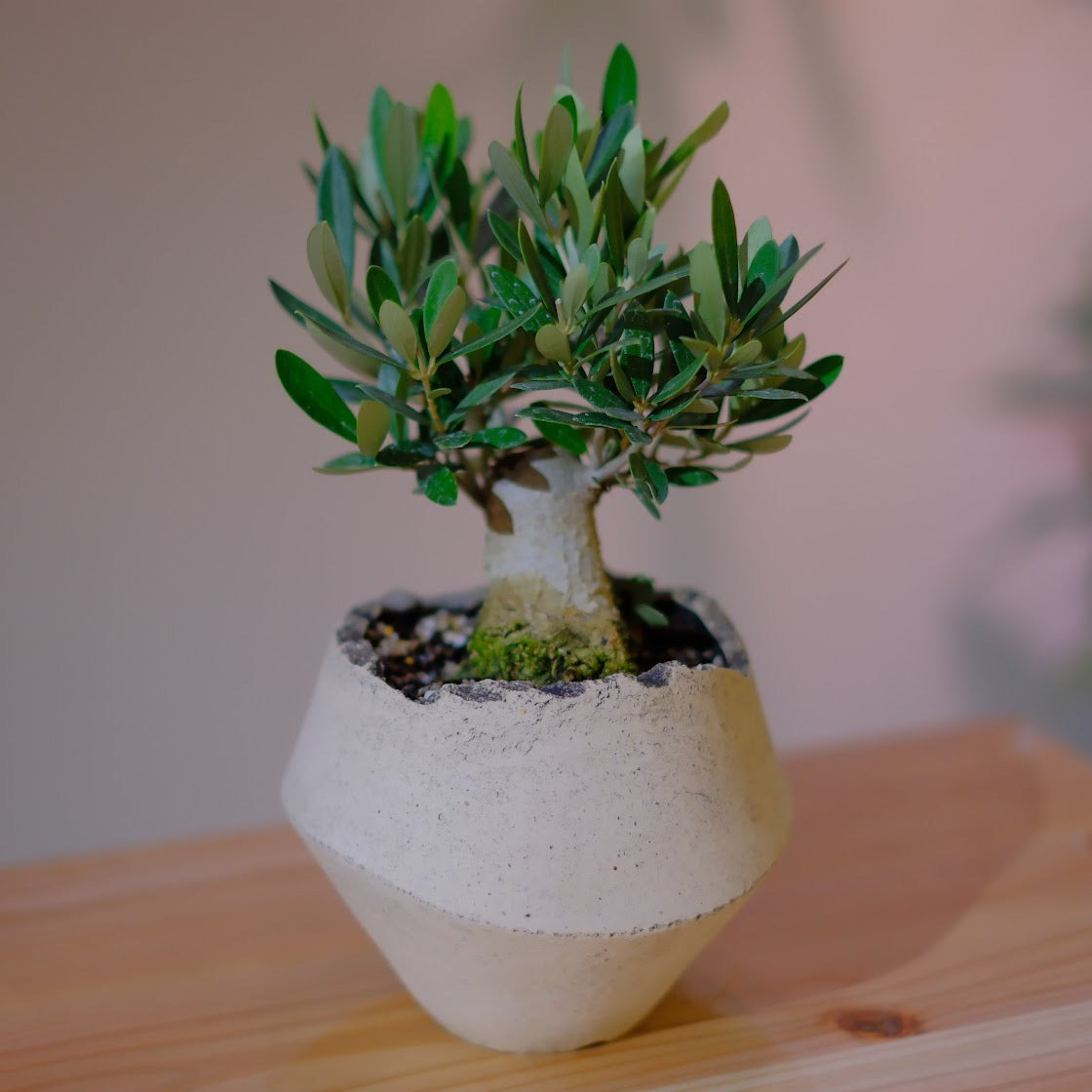 一点物】オリーブ盆栽 ピクアル｜香川県 創樹（Souju）職人