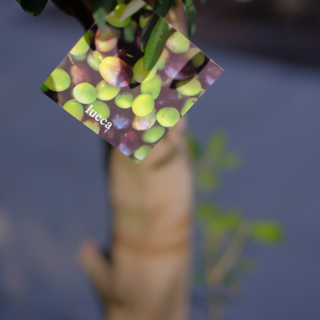 【一点物】【極太オリーブ・ルッカ 15号】