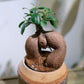 多幸の木　ガジュマル　Mango wood pot