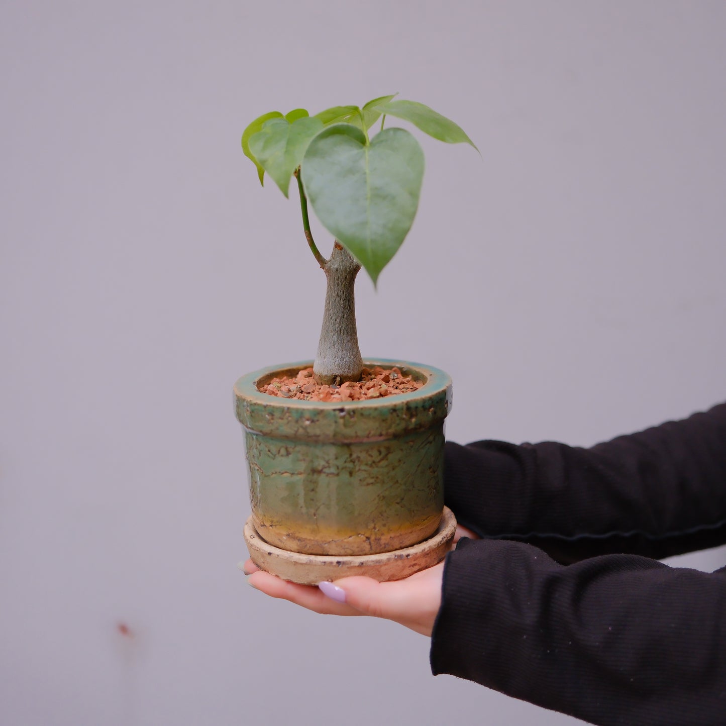 ボンバックスの陶器鉢植え全体（アンティーク加工の青い陶器鉢・受け皿付き）