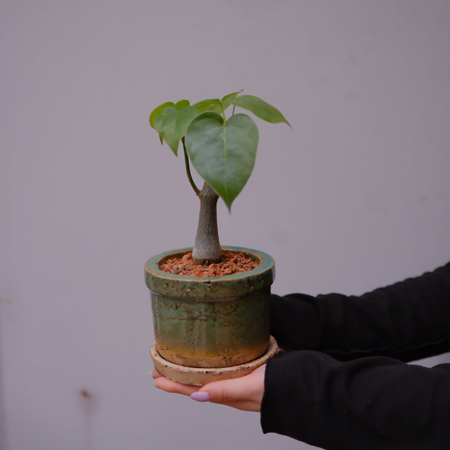 ボンバックス 陶器鉢植えを手に持った全体像