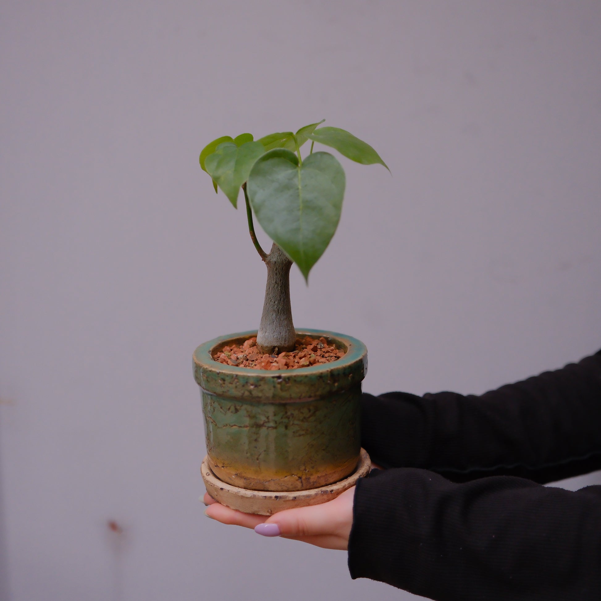 ボンバックス 陶器鉢植えを手に持った全体像