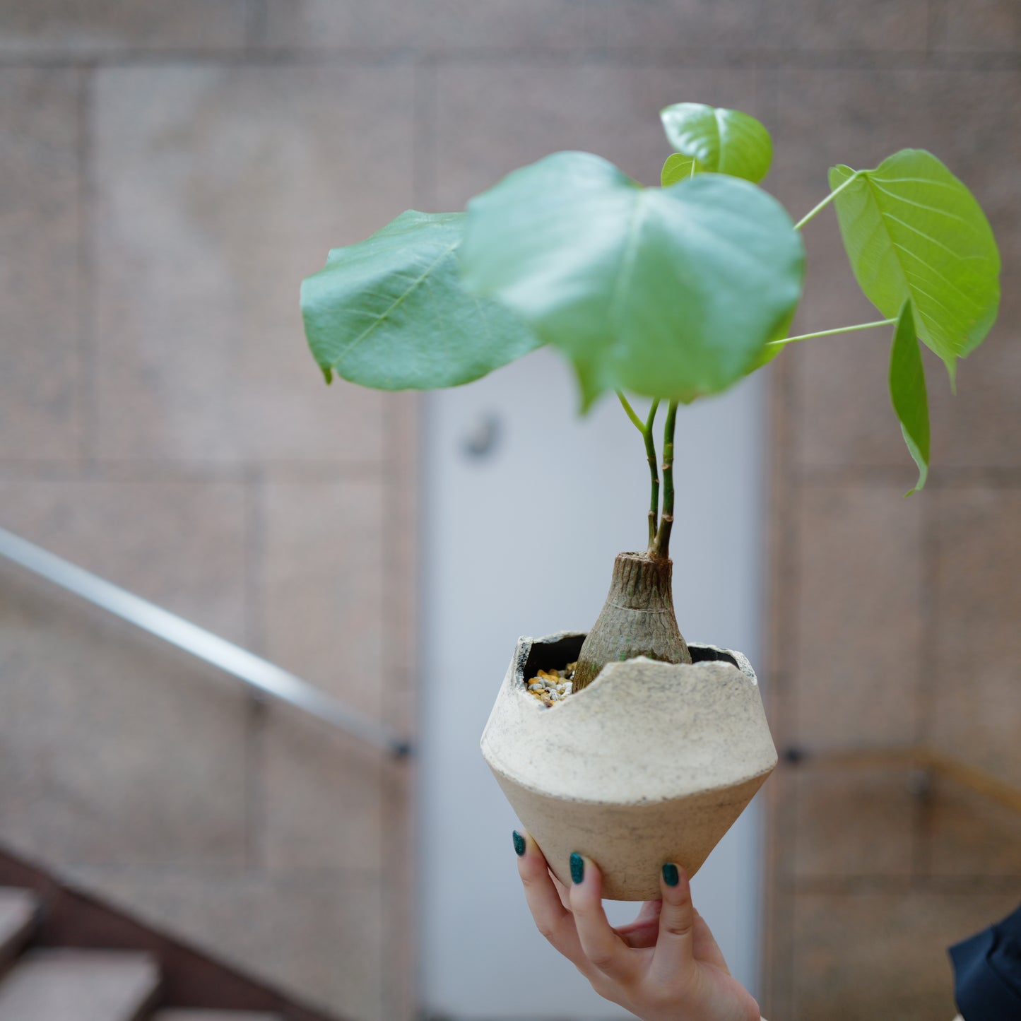 プセウドボンバックス エリプティクム 塊根植物コーデックス 一点物 アンティーク陶器鉢 全体｜GORI STORE