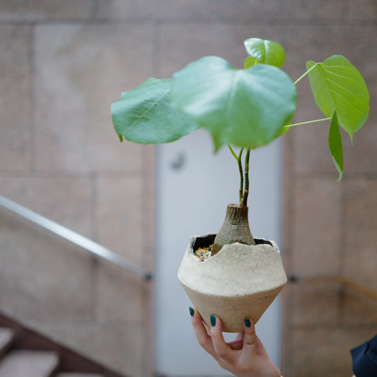 プセウドボンバックス エリプティクム 塊根植物コーデックス 一点物 アンティーク陶器鉢 全体｜GORI STORE