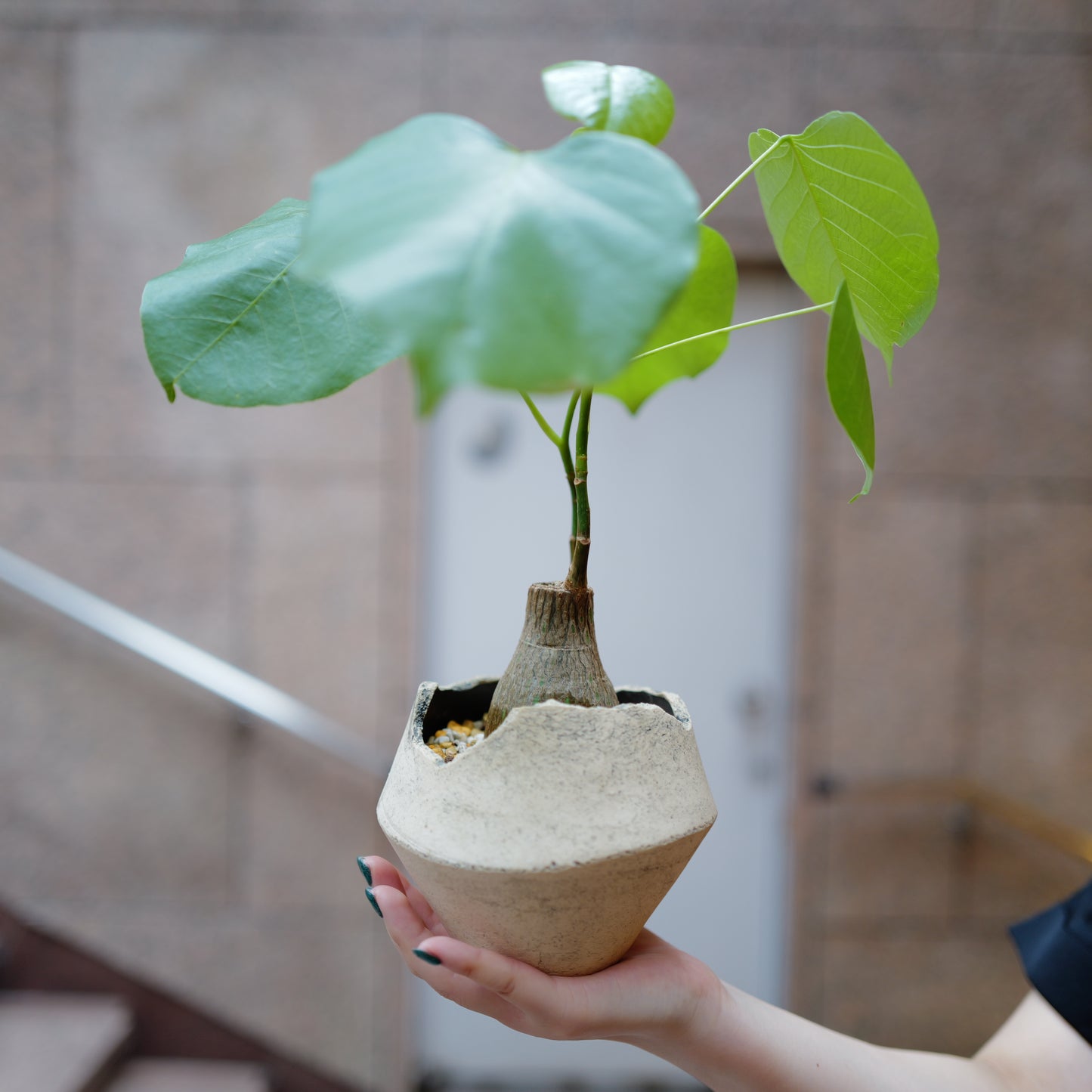 プセウドボンバックス エリプティクム 正面 塊根植物 観葉植物 アンティーク割れ鉢｜GORI STORE