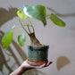 プセウドボンバックス エリプティクム 塊根植物 コーデックス アンティーク陶器鉢植え 全体姿 GORI STORE TOKYO