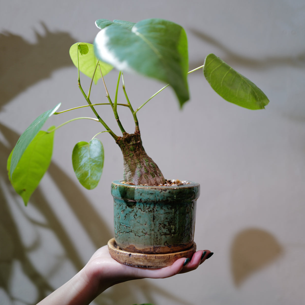プセウドボンバックス エリプティクム 塊根植物 コーデックス アンティーク陶器鉢植え 全体姿 GORI STORE TOKYO