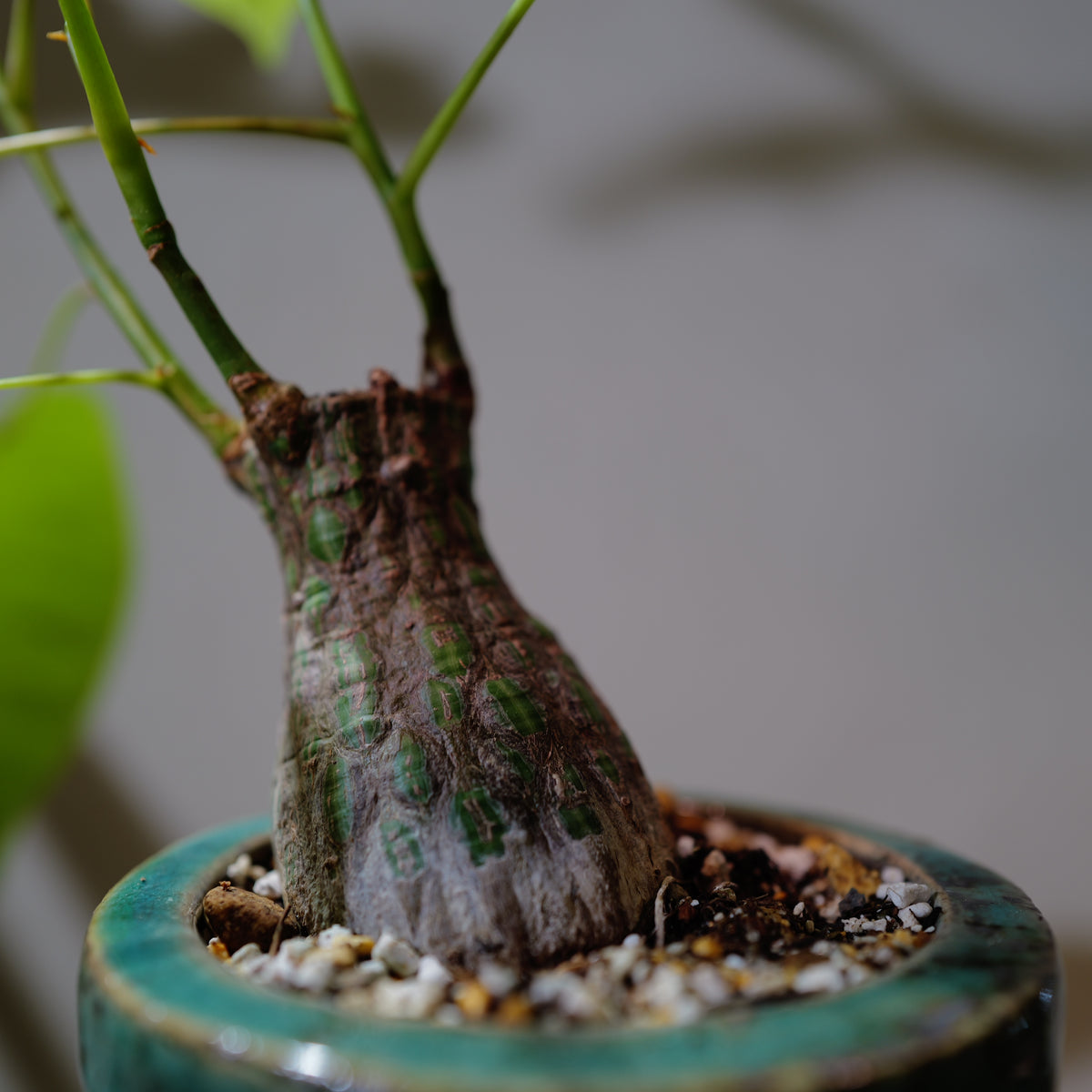 プセウドボンバックス エリプティクム 塊根植物 膨らんだ株元と割れた幹肌のアップ GORI STORE TOKYO