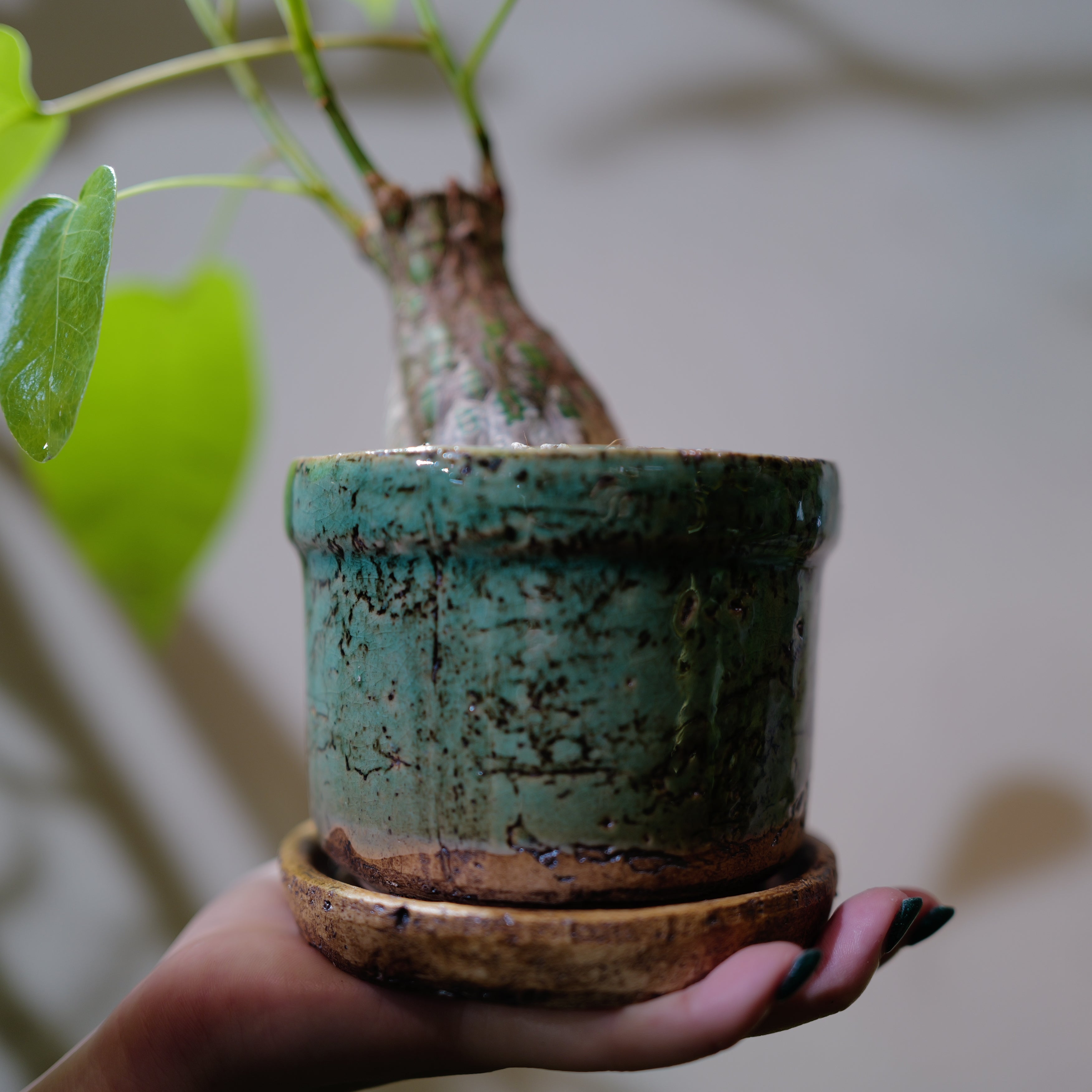 プセウドボンバックス エリプティクム 塊根植物 一点物 高さ30cm｜GORI