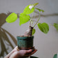 プセウドボンバックス エリプティクム 塊根植物 広がる葉姿と膨らんだ株元 GORI STORE TOKYO