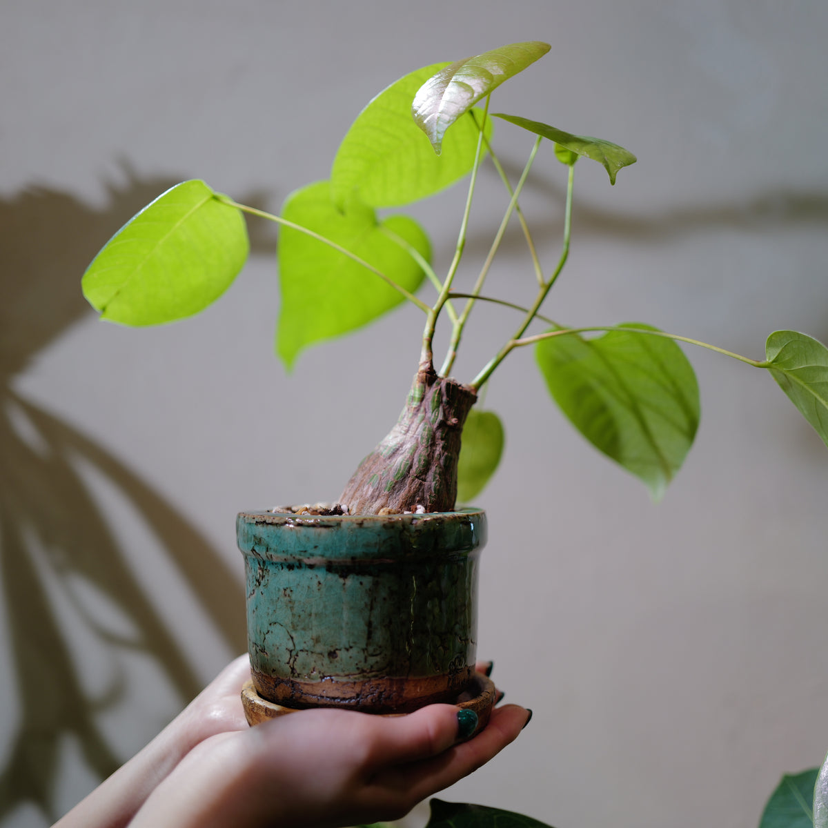 プセウドボンバックス エリプティクム 塊根植物 広がる葉姿と膨らんだ株元 GORI STORE TOKYO