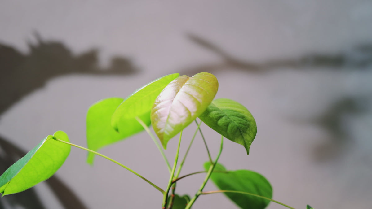 プセウドボンバックス エリプティクム 展開しはじめた新芽 GORI STORE TOKYO