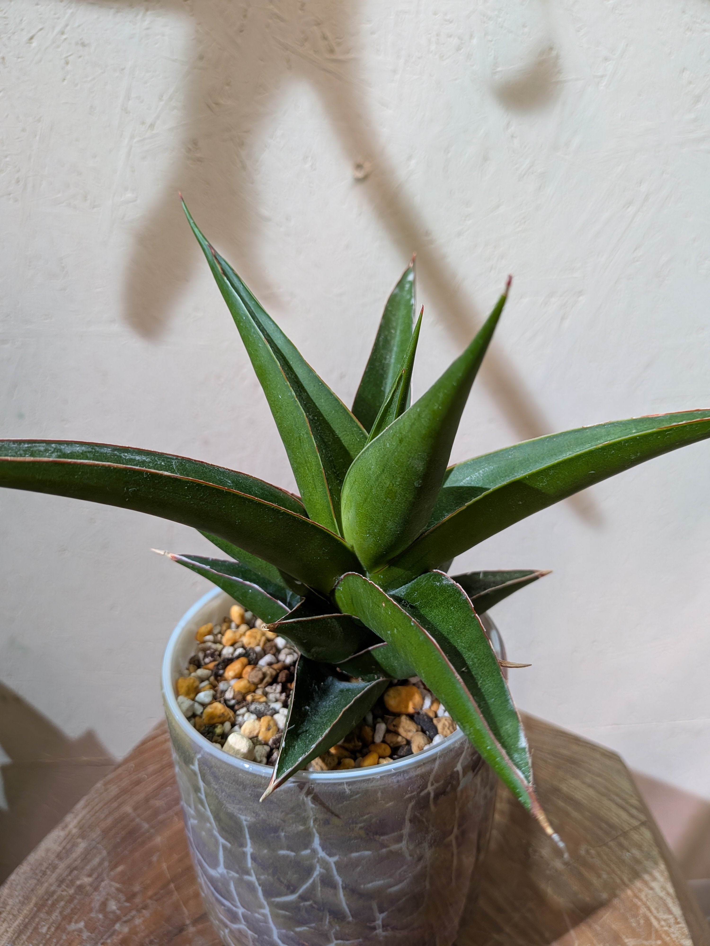 サンスベリア タワーブルー｜レアな希少観葉植物 ガラス鉢・ソーサー