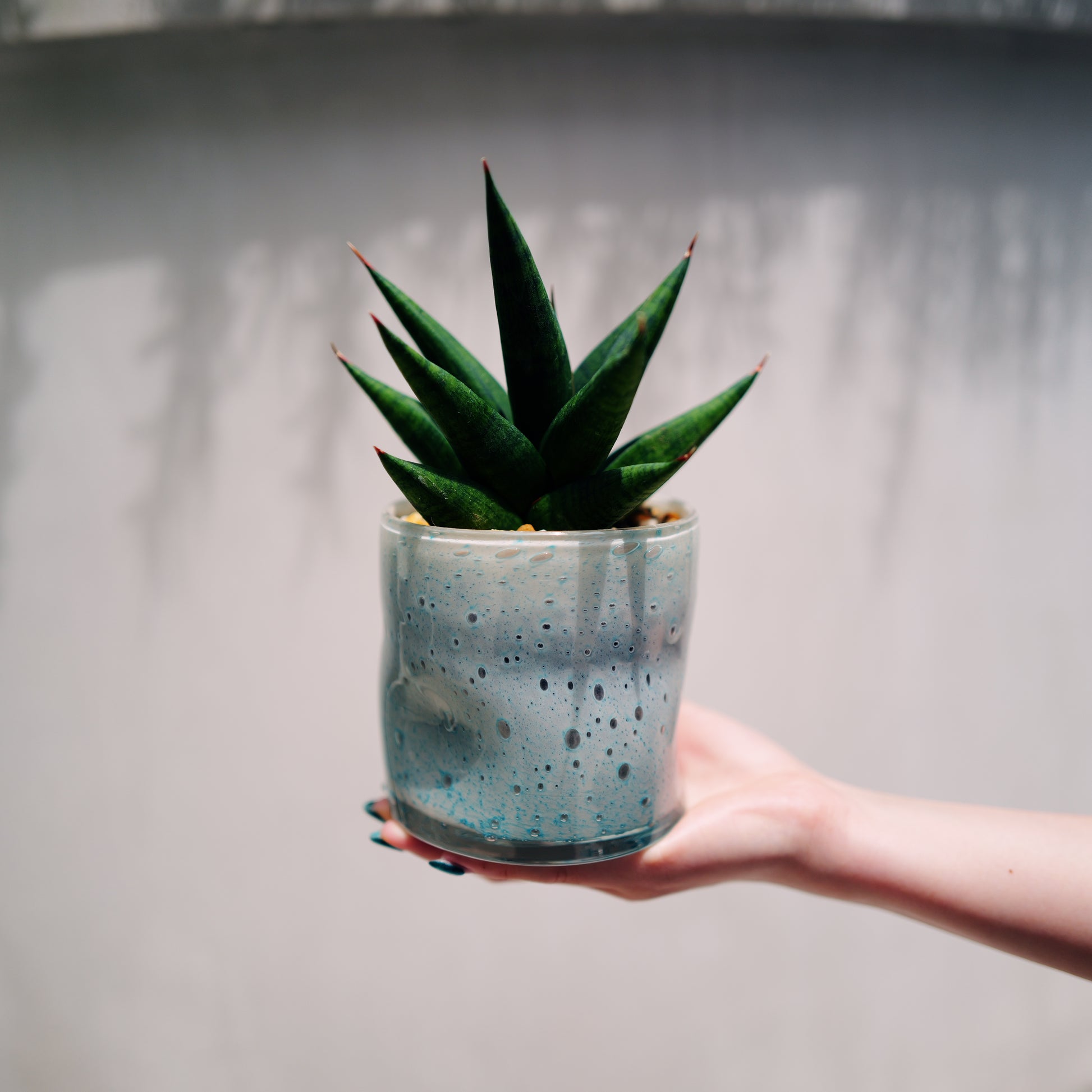 サンスベリア スノーロータス 希少 観葉植物 水色ガラス鉢 正面
