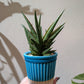 サンスベリア ロックマン ドワーフ｜Sansevieria Rockman レア観葉植物 陶器鉢（ブルー）