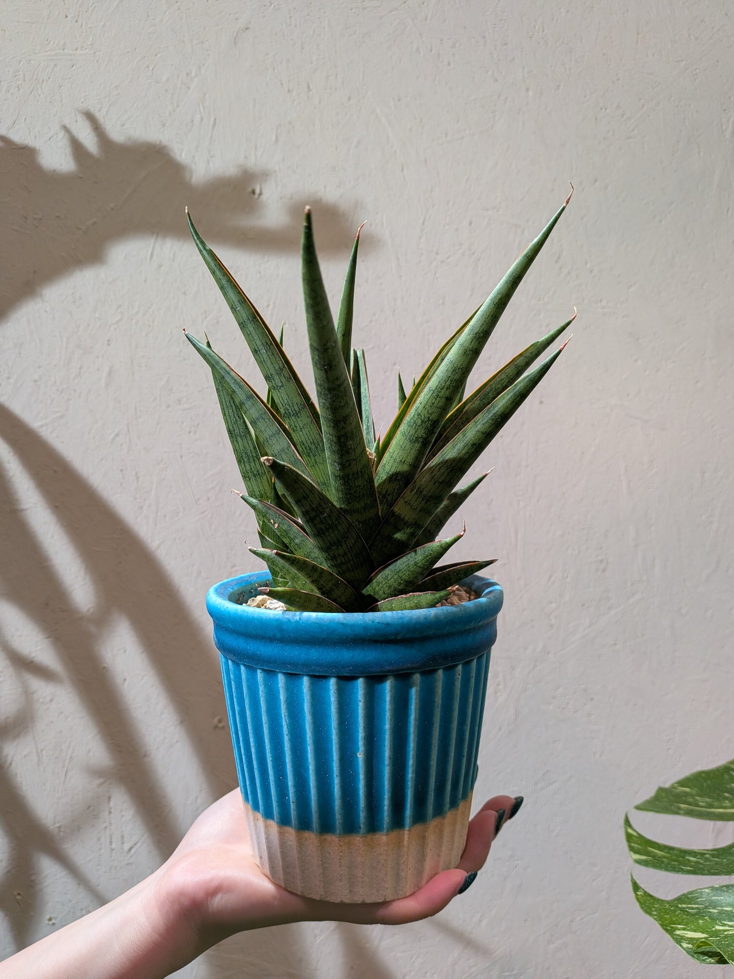 サンスベリア ロックマン ドワーフ｜Sansevieria Rockman レア観葉植物 陶器鉢（ブルー）