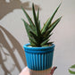 サンスベリア ロックマン ドワーフ｜Sansevieria Rockman レア観葉植物 陶器鉢（ブルー）